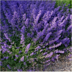 nasiona Kocimiętka lawendowo niebieskia szt.10 Flxx132